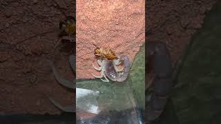 Parabuthus schlechteri جنگل عقرب scorpion feeding cockroach food [upl. by Akiner254]