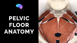 Pelvic Floor Anatomy 3D Anatomy Tutorial  UKMLA  CPSA [upl. by Hart]