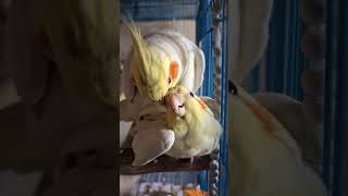 Cockatiel Mating birds birdsflyinghighyouknowhowifeel birdsinging [upl. by Ailyt]