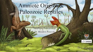 Lecture 11 Amniote origins amp Paleozoic reptiles Feb 13 [upl. by Manoff]