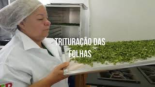 DESIDRATAÇÃO DAS FOLHAS DA MORINGA [upl. by Norag]