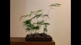 Creating a landscape bonsai using Plumosa Fern Asparagus Plumosus [upl. by Nhaj]