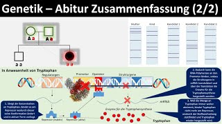 Genetik Einführung  Zusammenfassung 22  Abitur Biologie Genetik Oberstufe [upl. by Sloatman]