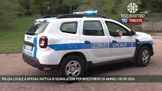 POLIZIA LOCALE A OPICINA RAFFICA DI SEGNALAZIONI PER INVESTIMENTI DI ANIMALI  01102024 [upl. by Anialram85]