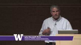 Crows Smarter Than You Think with UW Professor John Marzluff [upl. by Atneuqal461]