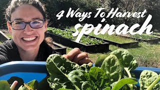 When amp How to Harvest Spinach — 4 WAYS [upl. by Maris]