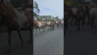 Chincoteague Pony Penning 2024 [upl. by Eceinart]