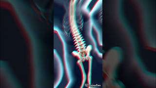 spinal vertebral column humanbody humananatomy bone [upl. by Attena]