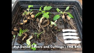 Starting Dahlias All the ways Update 6 Pot Dahlia tubers and cuttings [upl. by Ninette]