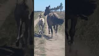 Potranca y potrillo Caballos Criollos Argentinos [upl. by Danice503]