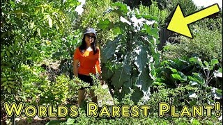 Propagating The Rarest Plant In The World With 100 Success [upl. by Weinman711]