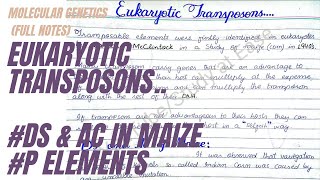 Eukaryotic Transposons  Ds and Ac in Maize  P Elements in Drosophila  full concept in UrduHindi [upl. by Ecinnahs202]