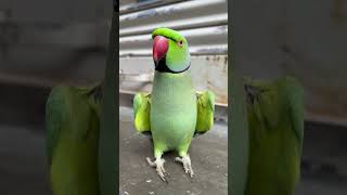 Ay Mitho Ay Mithu Cute parrot Talking youtubeshorts indian Ringneck Mithu viral tota [upl. by Umont]