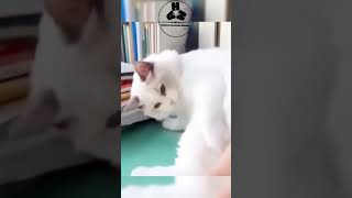 Try Not To Laugh Cat Edition Volume 33 funny cats shorts [upl. by Zebe842]