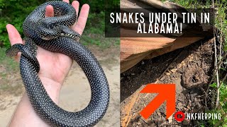 Stunning Speckled Kingsnakes and Rattlesnakes Under TinAlabama Snake Hunting [upl. by Yenreit189]