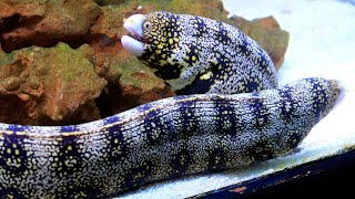 Facts The Snowflake Eel [upl. by Ettelrahc278]