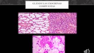 Generalidades de glándulas exocrinas endocrinas y anficrinas [upl. by Vanda872]