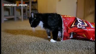 Cats Funny Doritos Commercials [upl. by Myrna]