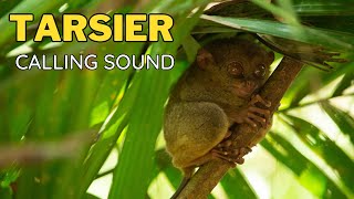 Tarsier Calling Sound [upl. by Akila533]