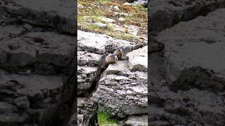 Hoary Marmot or Whistler Babies are Designed for Rock Life [upl. by Siduhey15]