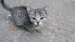 Someone abandoned two kittens and brought them to my yard [upl. by Erskine]