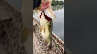 CHUNKY GIRL😍 fishinglife srv voodoochild largemouthbass [upl. by Risley26]