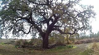 Quercia masseria Cosentini [upl. by Aysab]