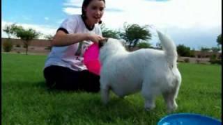 How to Teach your Dog to Catch a Frisbee [upl. by Elset]