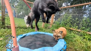 Foxes pouncing and playing [upl. by Neidhardt]