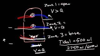 Ventilation and Perfusion [upl. by Eetsud]