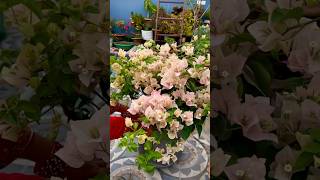 This is Why Bougainvillea Pruning is Important bougainvilleaflower bougainvilleacare gardening [upl. by Olleina550]