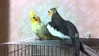 Cockatiel  Flirting [upl. by Booker]