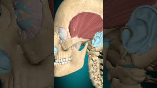 Temporalis muscle action Mandible retraction muscle [upl. by Alyahsal339]