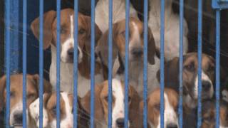 The Blencathra Foxhounds [upl. by Notsur]