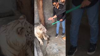 Rare white tiger want to attack on me  Rahib Malik  india tiger animals pets lion love army [upl. by Shulock780]