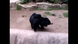 Sloth Bear Shaking back and forth at the San Diego Zoo [upl. by Nodnarb]