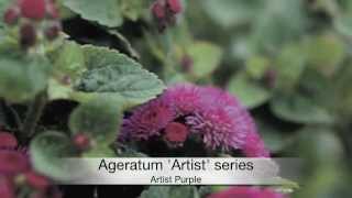 Ageratum Artist series [upl. by Tedman18]