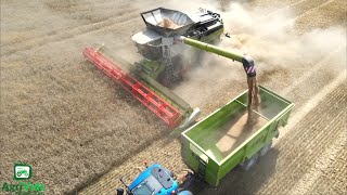 New Claas Lexion 8900 Harvesting Wheat [upl. by Skipton]