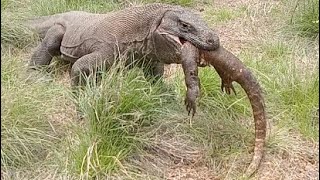 The Rare Moment of an Adult Komodo Dragon Swallowing a Juvenile Komodo Dragon in Seconds [upl. by Dolphin]