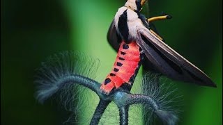 IS THIS REAL Creatonotos Gangis Moth [upl. by Nimra]