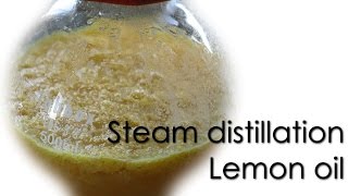 Steam distillation  Lemon essential oil 🍋 [upl. by Ati]