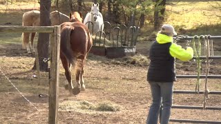 Equine Therapy 112124 [upl. by Farrell]