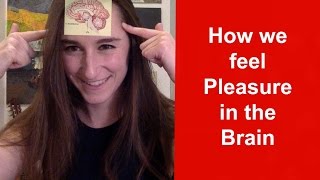 How Our Brains Feel Pleasure Pleasure in the brain [upl. by Beltran]