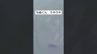 高水温で、ボラのように浮いているチヌ 釣り fishing フカセ釣り チヌ 黒鯛 shorts [upl. by Sondra]