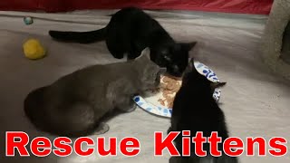 Foster Kittens Eating Wet Food  Happy Kitten Sounds [upl. by Younglove898]