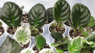 African Violets  LEAF PROPAGATION Tutorial [upl. by Nylssej]