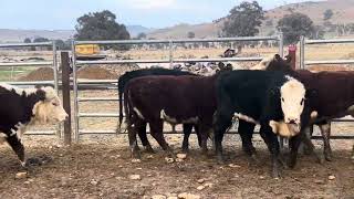 Ac ‘BRAESIDE’  6 Hereford amp BB Weaned Heifers NSM Vendor Bred Grass Assured 910 Months [upl. by Erving]