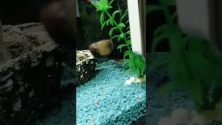 My now aquarium team snails Bob amp Gary amp my now catfish Oto [upl. by Steen]