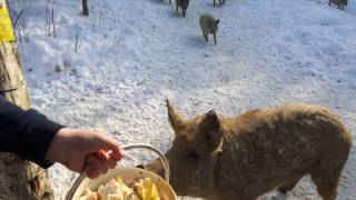 Mangalica Mangalitza free range in the wood [upl. by Sardse]