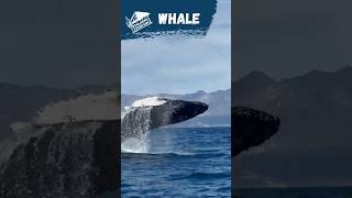 If you haven’t seen the whales of Baja…this one’s for you [upl. by Inanuah834]